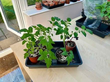 Photo of free Tomato plants from cuttings (Hatfield AL10) #4