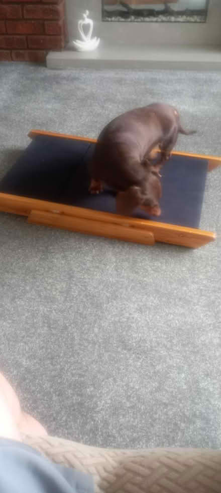 Photo of free Dog steps/ramp (L35) #4