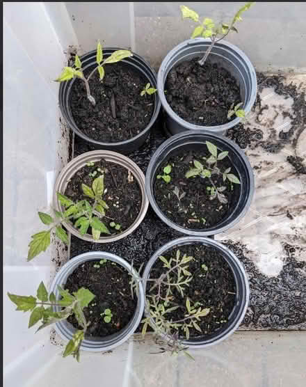 Photo of free Tomato plants (Hobson's Monument CB2) #1