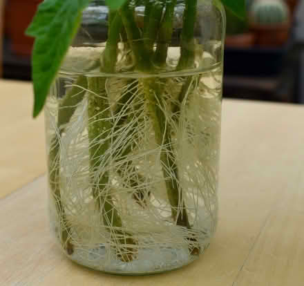 Photo of free Tomato plants from cuttings (Hatfield AL10) #3