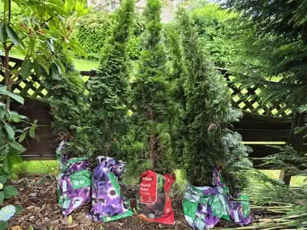 Photo of free Conifers (High Lane) #1
