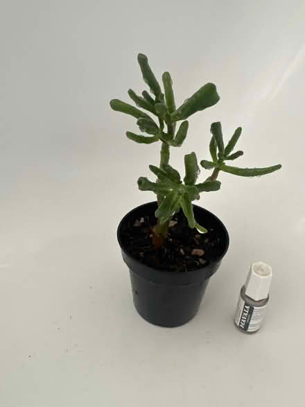 Photo of free Indoor succulent plant (CO4 9 Colchester) #1