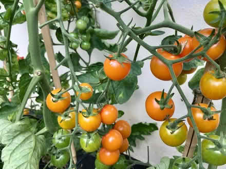 Photo of free Tomato plants from cuttings (Hatfield AL10) #1