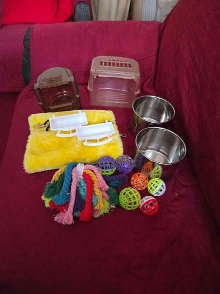 Photo of free Budgie Clearance (Bohemia TN37) #1