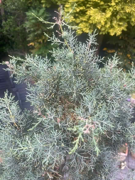Photo of free 2x Blue Cypress ex topiary trees (Newburgh WN8) #3