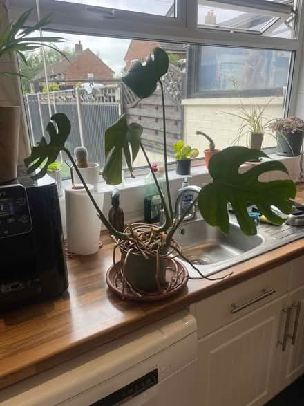 Photo of free Cheese plant (Letchworth SG6) #1