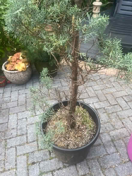 Photo of free 2x Blue Cypress ex topiary trees (Newburgh WN8) #4