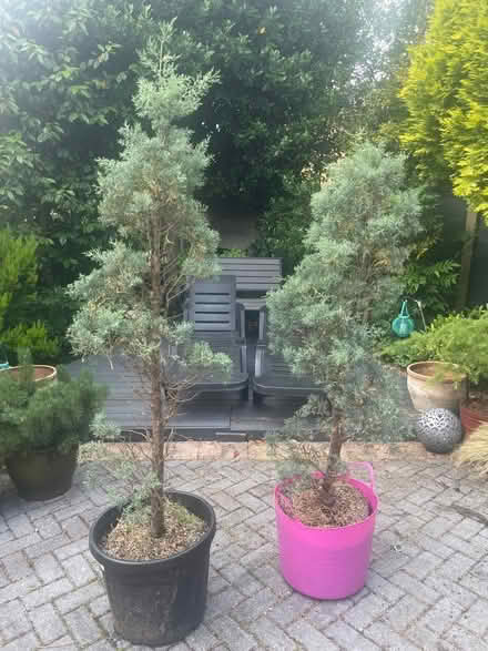 Photo of free 2x Blue Cypress ex topiary trees (Newburgh WN8) #1