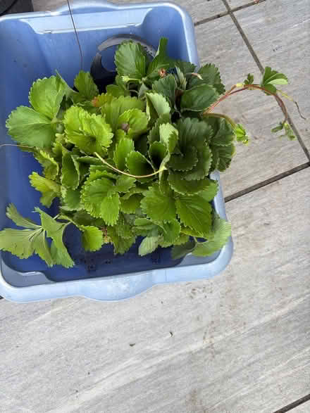 Photo of free Strawberry plants (Wickford) #1