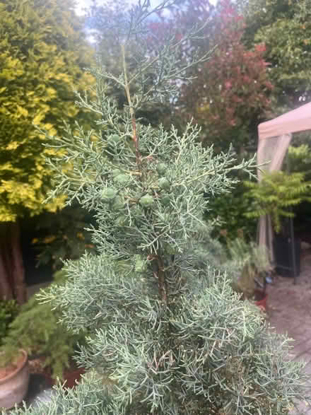 Photo of free 2x Blue Cypress ex topiary trees (Newburgh WN8) #2