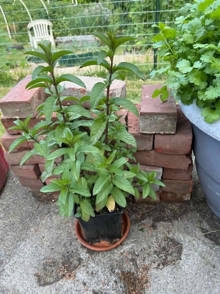 Photo of free Healthy mint (Lunenburg) #1