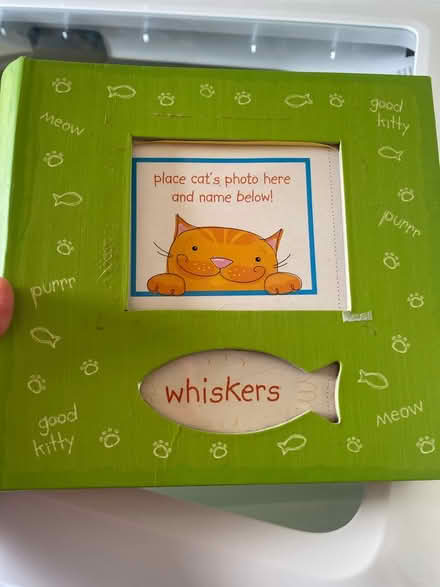 Photo of free Kitten/cat photo album (Winston Churchill/collegeway) #1