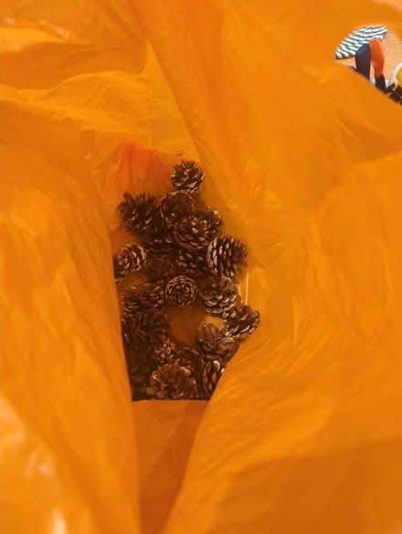 Photo of free Bag of fir cones (OX4 Boulter Street) #1