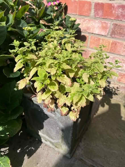 Photo of free Lemon balm garden plant (West Bridgford NG2) #1