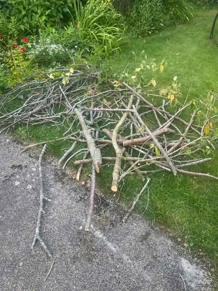 Photo of free Logs for burning (Waterlooville PO7) #2