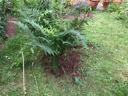Photo of free Fern plant (Paignton TQ3) #1