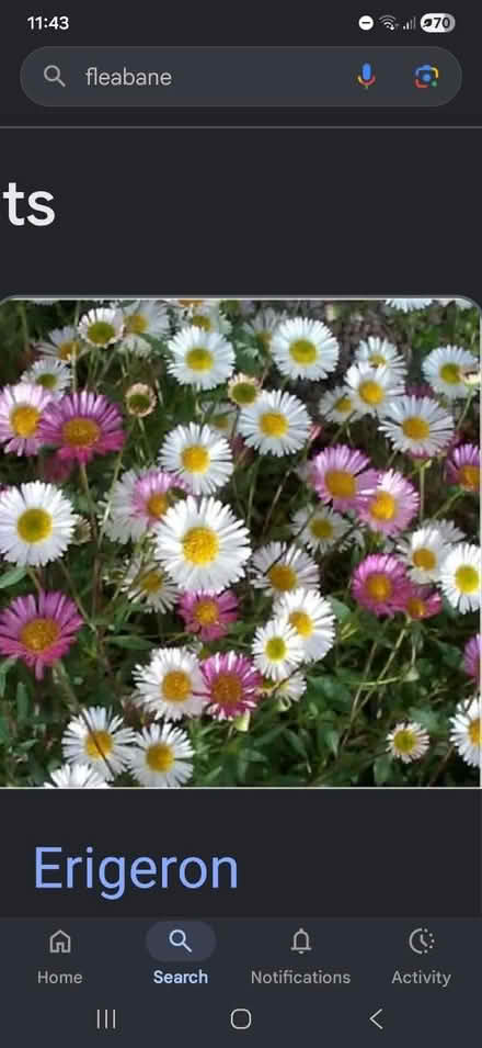 Photo of Erigeron/Mexican Fleabane (Forestgreen) #1