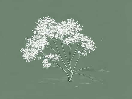 Photo of free Gypsophila-babies breath. (Southport PR9) #1