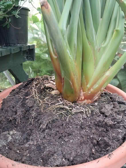Photo of free bird of paradise plant (Southport PR8) #2