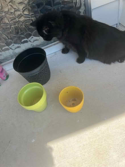 Photo of free Flower pots (Redmond) #1
