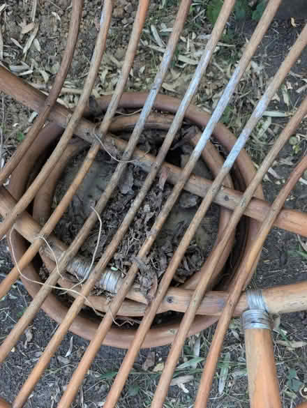 Photo of free 2 Bamboo Vintage chairs (NW11 Temple Fortune) #2