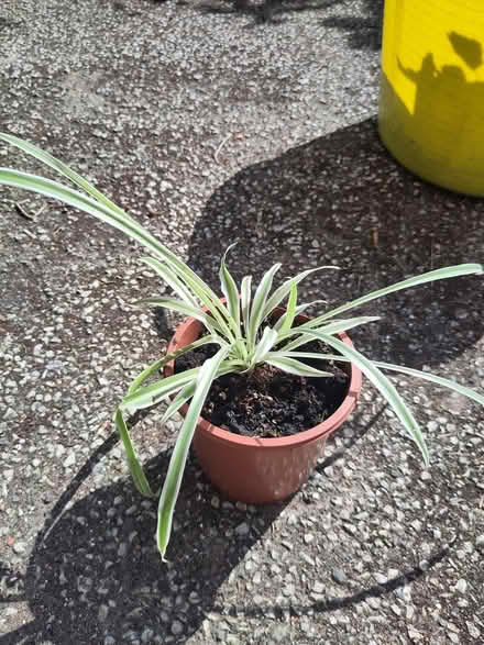 Photo of free Spider plant (L1 Liverpool City Centre) #1