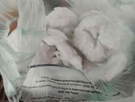 Photo of free Small bag of stuffing (Near Biggleswade, SG18) #1
