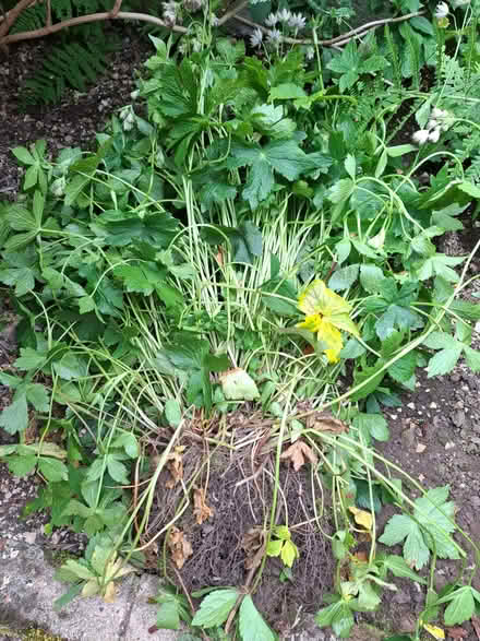Photo of free Astrania - Perennial Plant (Penrith CA11) #2