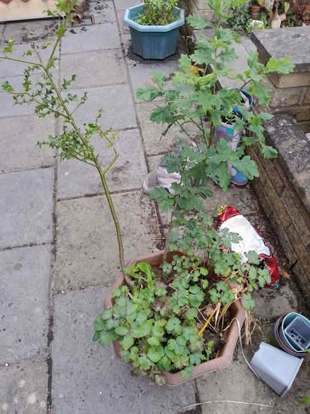 Photo of free Tree saplings: Holly and Oak (Bowerham LA1) #1