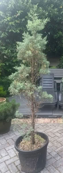 Photo of free Blue Cypress ex Topiary Tree (Newburgh WN8) #1