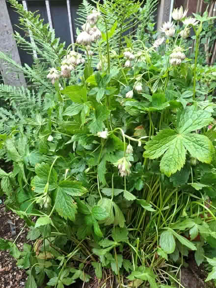 Photo of free Astrania - Perennial Plant (Penrith CA11) #1
