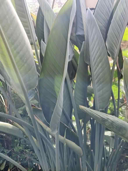 Photo of free bird of paradise plant (Southport PR8) #1