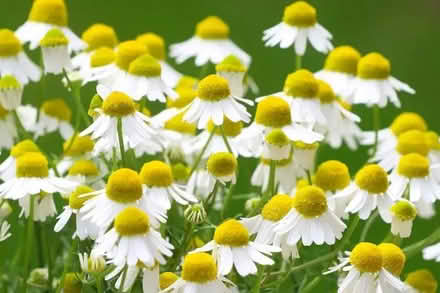 Photo of free German Organic Chamomile (Orgreave S13) #1