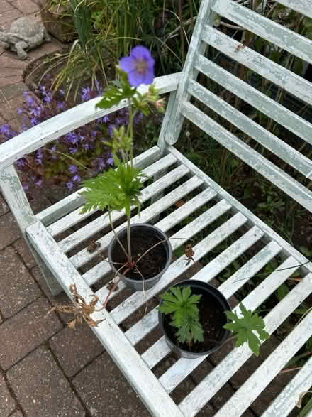 Photo of free Blue geranium x2 (Near Cameron Toll EH16) #1