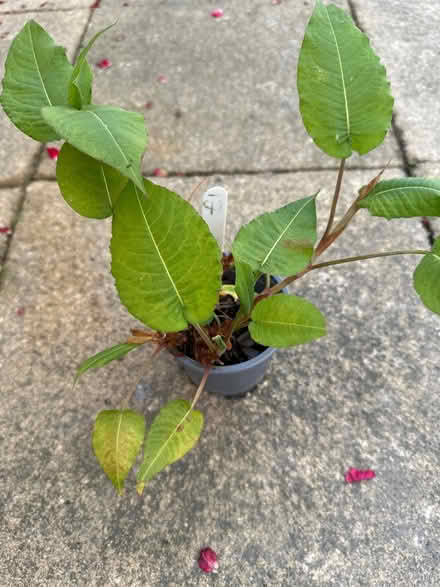 Photo of free Outdoor plant Persicaria (CO4 9 Colchester) #1