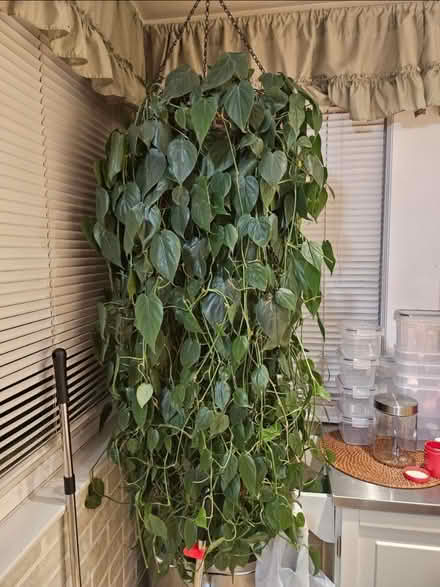 Photo of free 3 Heartleaf Philodendron cuttings (Dunning, Chicago) #1