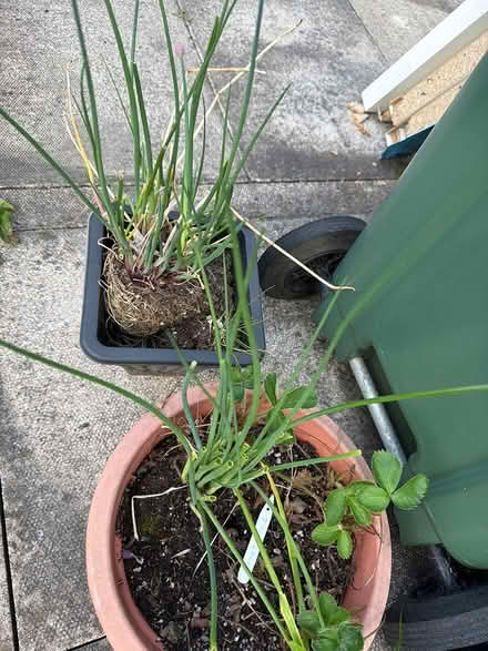 Photo of free Strawberry and chive plants (Limeside OL8) #2