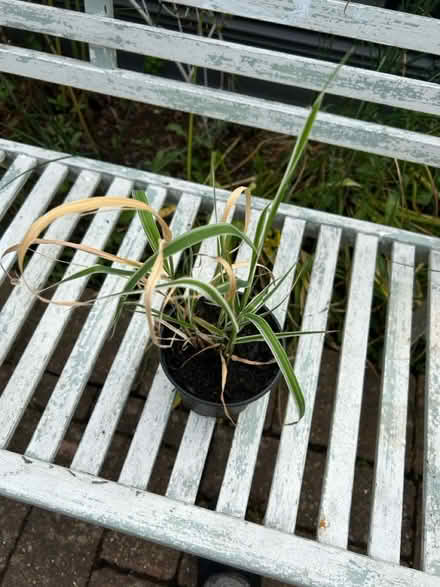 Photo of free Variegated grass (Near Cameron Toll EH16) #1