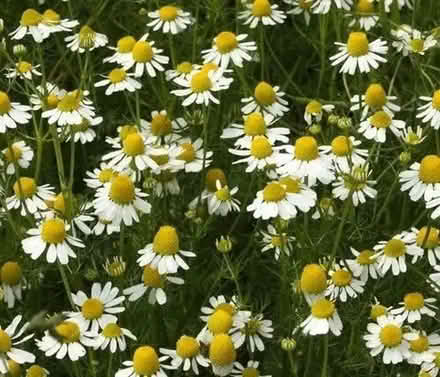 Photo of free German Organic Chamomile (Orgreave S13) #2