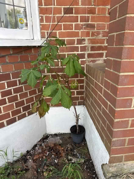 Photo of free Horse chestnut tree (Sanderstead) #1