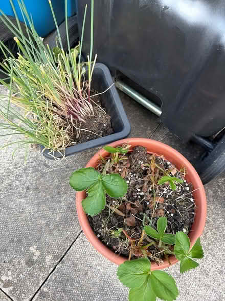Photo of free Strawberry and chive plants (Limeside OL8) #1
