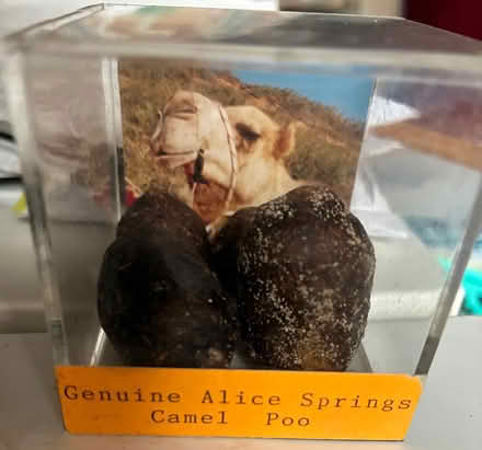 Photo of free Camel Poop (Pembroke Pines West) #1