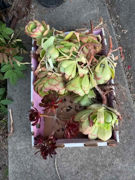 Photo of free Cabbage succulents (Near De Anza College) #2