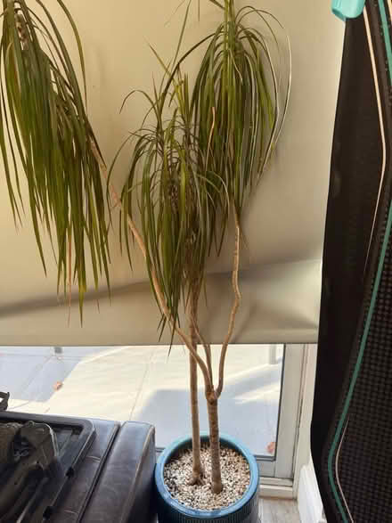 Photo of free Plant in need of new home (Coney Hall BR4) #1