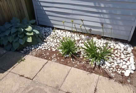 Photo of free many kilos of white pebbles (Catton NR6) #2