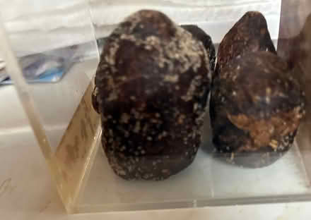 Photo of free Camel Poop (Pembroke Pines West) #2