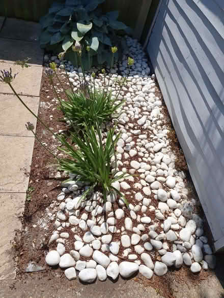 Photo of free many kilos of white pebbles (Catton NR6) #1