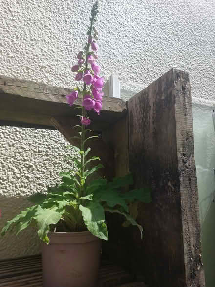 Photo of free Foxglove in pot (St Austell) #1