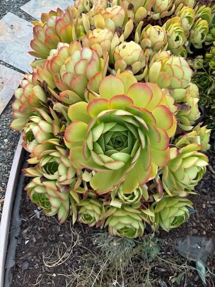 Photo of free Cabbage succulents (Near De Anza College) #1