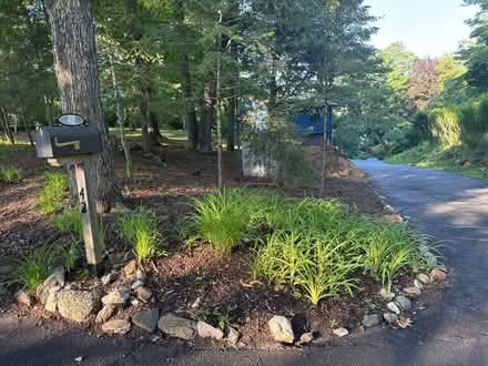 Photo of free Lilly bulbs to dig up (New Fairfield Squantz Pond) #1
